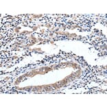 ELMO1 Antibody from Signalway Antibody (43515) - Antibodies.com