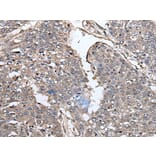 PRUNE Antibody from Signalway Antibody (43527) - Antibodies.com