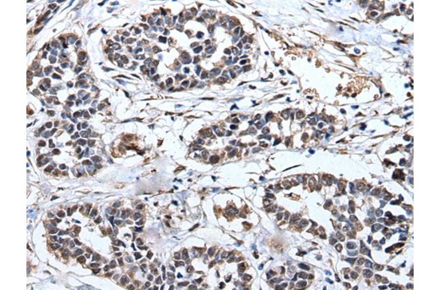 PRUNE Antibody from Signalway Antibody (43527) - Antibodies.com