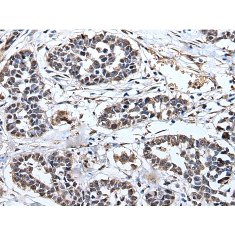 PRUNE Antibody from Signalway Antibody (43527) - Antibodies.com