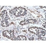 PRUNE Antibody from Signalway Antibody (43527) - Antibodies.com