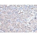 RASA1 Antibody from Signalway Antibody (43529) - Antibodies.com