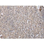 RUFY4 Antibody from Signalway Antibody (43548) - Antibodies.com