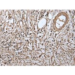 RUFY4 Antibody from Signalway Antibody (43548) - Antibodies.com