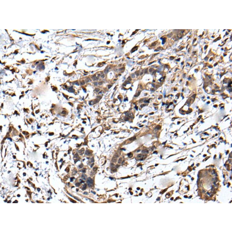 ZFP36 Antibody from Signalway Antibody (43567) - Antibodies.com