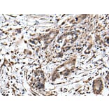 ZFP36 Antibody from Signalway Antibody (43567) - Antibodies.com