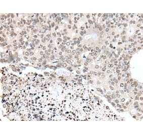 YPEL1 Antibody from Signalway Antibody (43586) - Antibodies.com