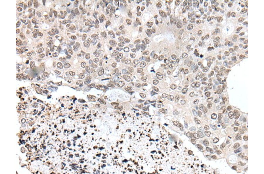 YPEL1 Antibody from Signalway Antibody (43586) - Antibodies.com