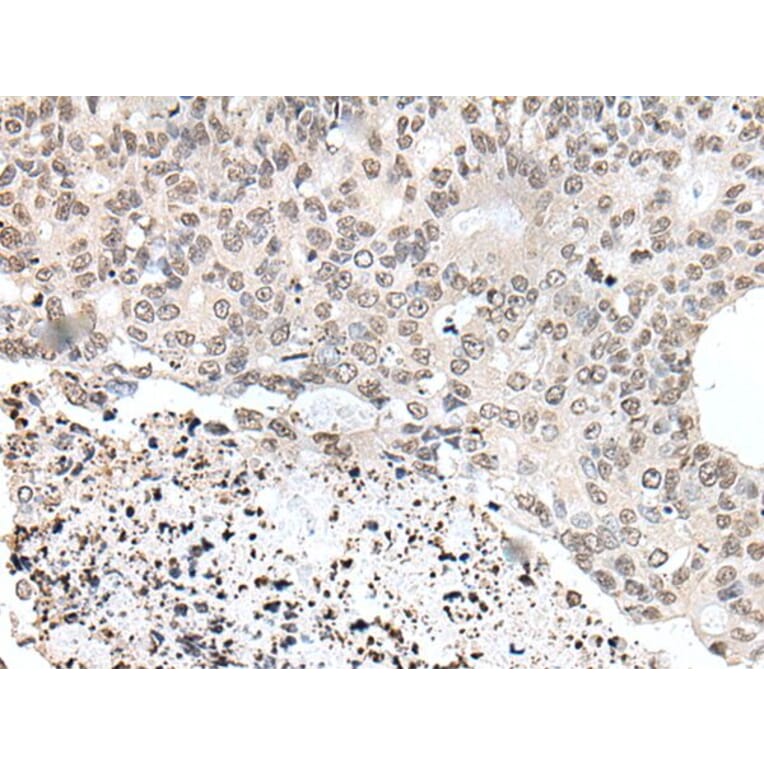 YPEL1 Antibody from Signalway Antibody (43586) - Antibodies.com