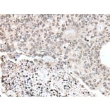 YPEL1 Antibody from Signalway Antibody (43586) - Antibodies.com