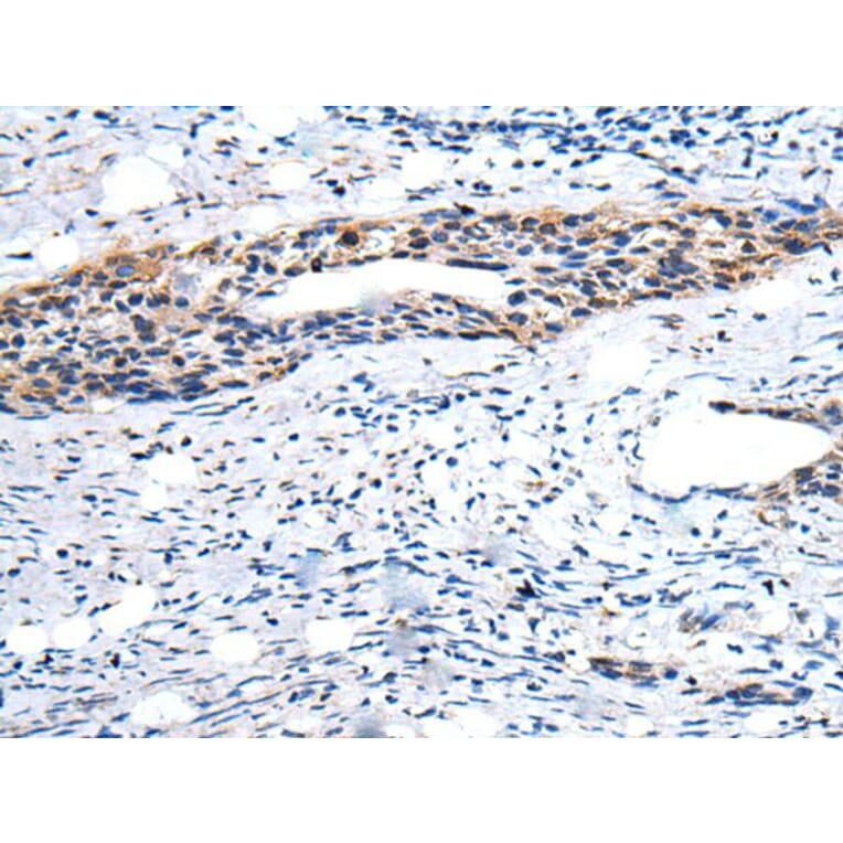 YPEL1 Antibody from Signalway Antibody (43586) - Antibodies.com