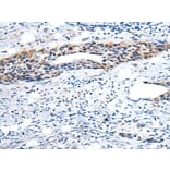YPEL1 Antibody from Signalway Antibody (43586) - Antibodies.com