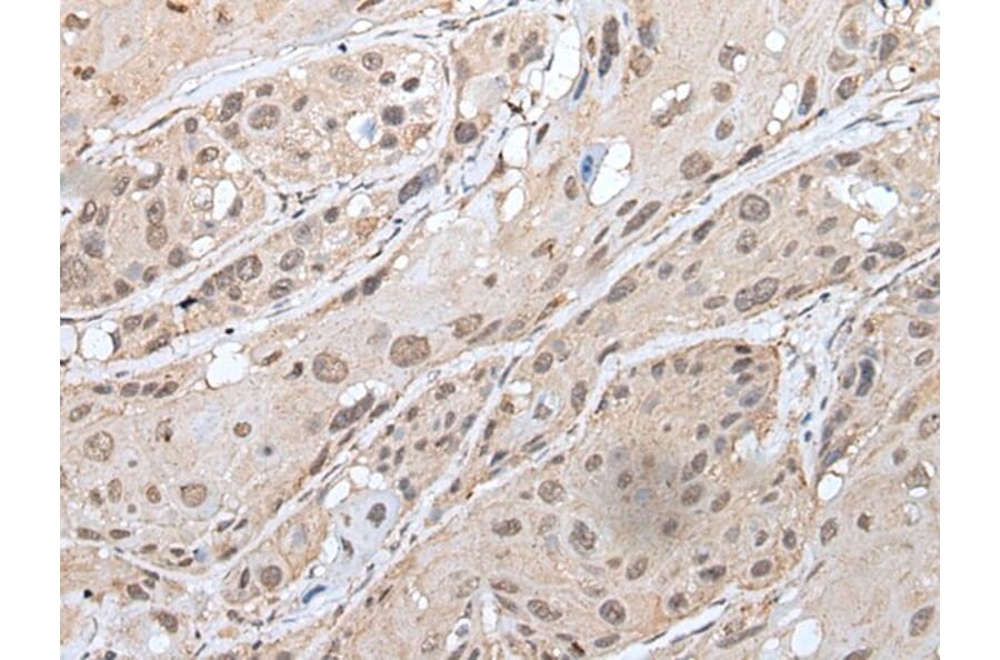 YPEL3 Antibody from Signalway Antibody (43587) - Antibodies.com