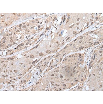 YPEL3 Antibody from Signalway Antibody (43587) - Antibodies.com