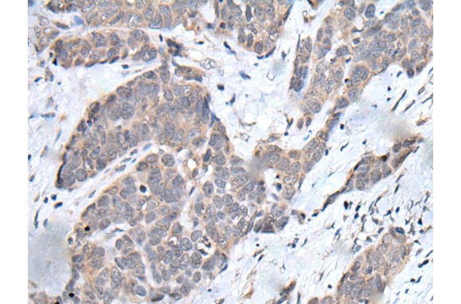 YPEL3 Antibody from Signalway Antibody (43587) - Antibodies.com