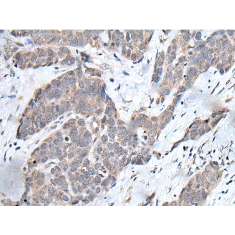 YPEL3 Antibody from Signalway Antibody (43587) - Antibodies.com