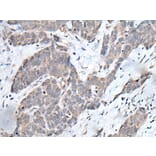 YPEL3 Antibody from Signalway Antibody (43587) - Antibodies.com