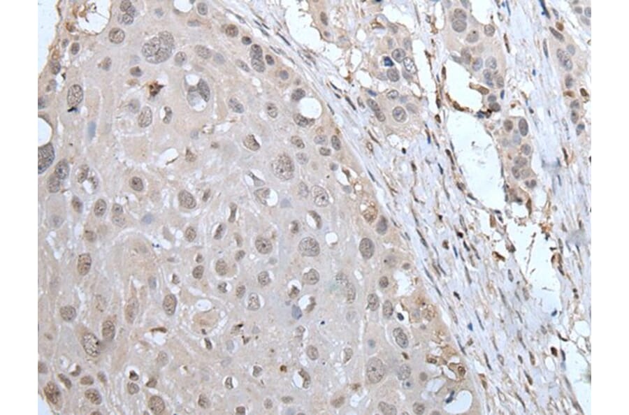 YPEL2 Antibody from Signalway Antibody (43588) - Antibodies.com