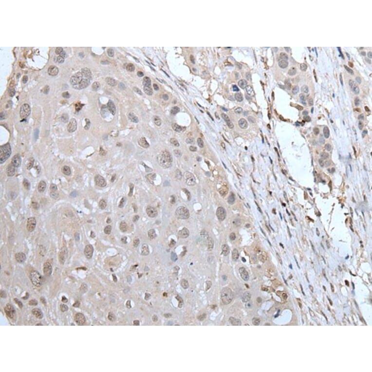 YPEL2 Antibody from Signalway Antibody (43588) - Antibodies.com