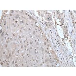 YPEL2 Antibody from Signalway Antibody (43588) - Antibodies.com