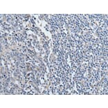 YPEL2 Antibody from Signalway Antibody (43588) - Antibodies.com