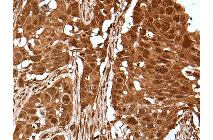 UBE4A Antibody from Signalway Antibody (43609) - Antibodies.com