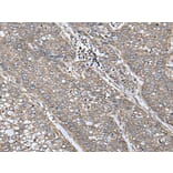 UQCRQ Antibody from Signalway Antibody (43618) - Antibodies.com