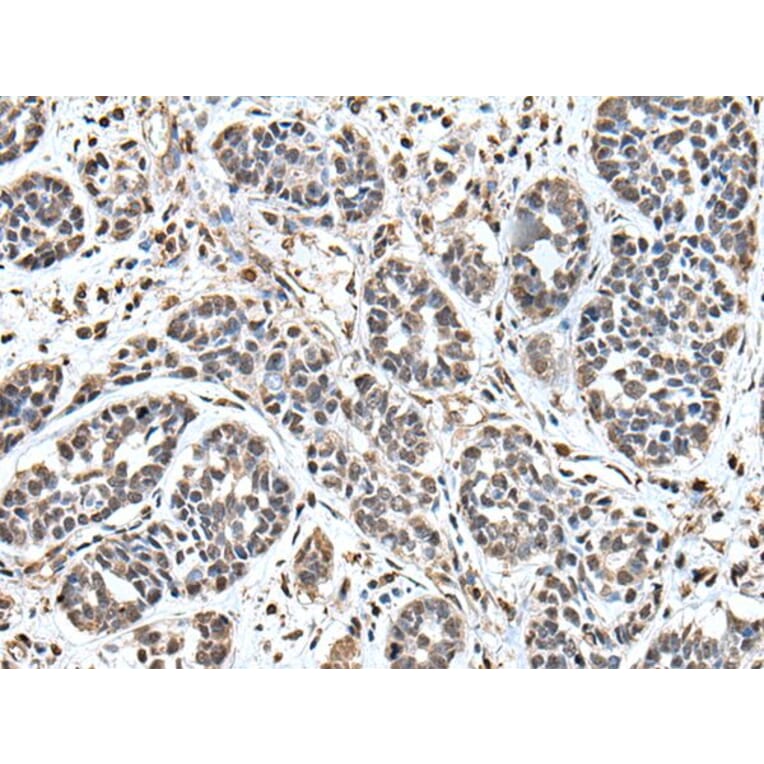 UPK3A Antibody from Signalway Antibody (43619) - Antibodies.com