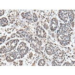 UPK3A Antibody from Signalway Antibody (43619) - Antibodies.com