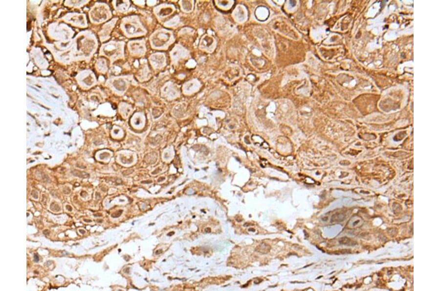 IL6ST Antibody from Signalway Antibody (43623) - Antibodies.com