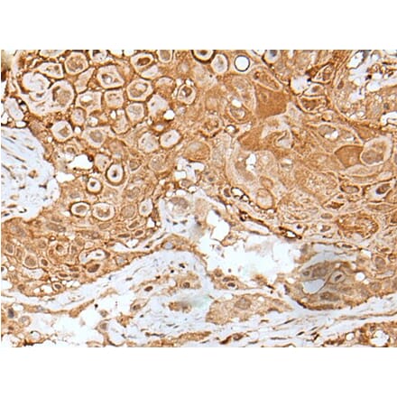 IL6ST Antibody from Signalway Antibody (43623) - Antibodies.com