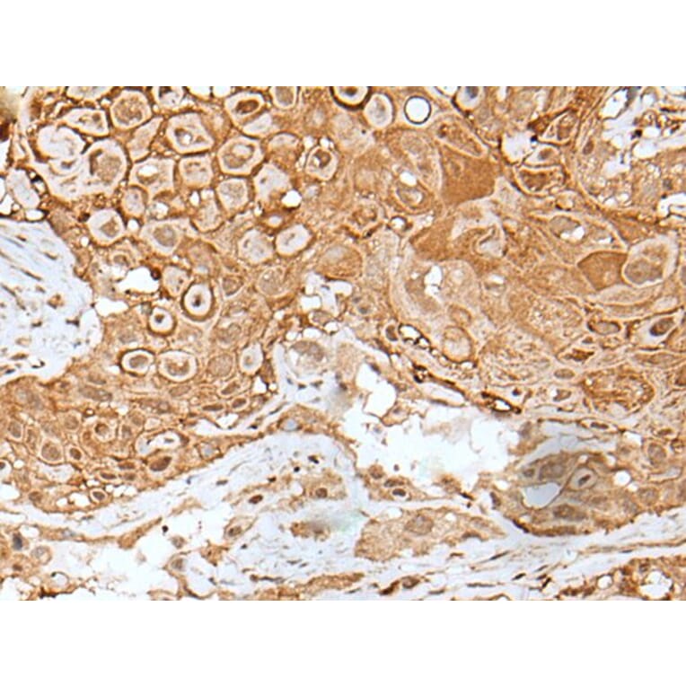 IL6ST Antibody from Signalway Antibody (43623) - Antibodies.com