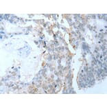 SYCP2 Antibody from Signalway Antibody (43633) - Antibodies.com