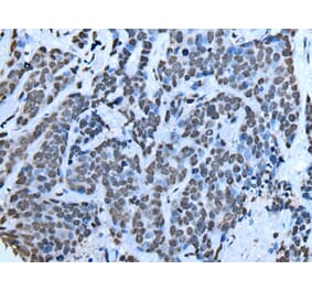 SIN3B Antibody from Signalway Antibody (43634) - Antibodies.com