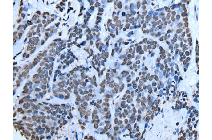 SIN3B Antibody from Signalway Antibody (43634) - Antibodies.com