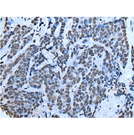 SIN3B Antibody from Signalway Antibody (43634) - Antibodies.com