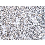 SULF2 Antibody from Signalway Antibody (43638) - Antibodies.com
