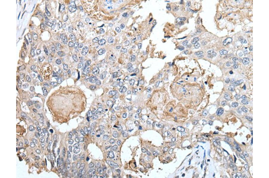 CLDN6 Antibody from Signalway Antibody (43653) - Antibodies.com