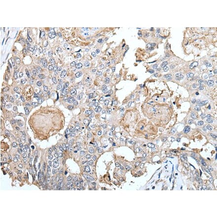 CLDN6 Antibody from Signalway Antibody (43653) - Antibodies.com