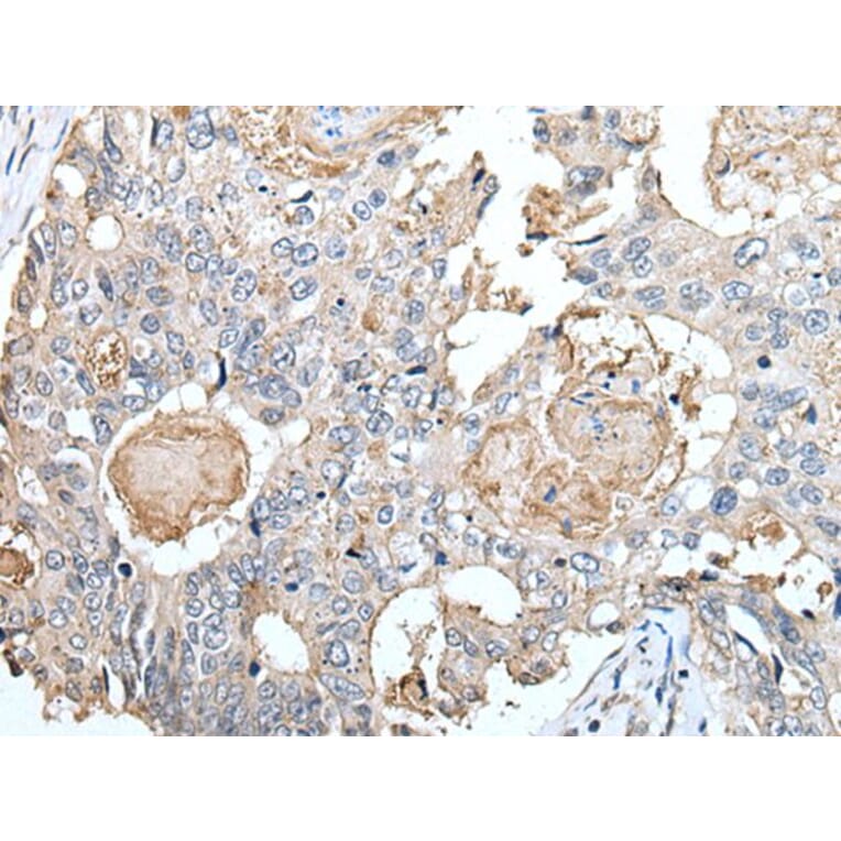 CLDN6 Antibody from Signalway Antibody (43653) - Antibodies.com