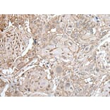 CLDN6 Antibody from Signalway Antibody (43653) - Antibodies.com