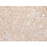 GANAB Antibody from Signalway Antibody (43659) - Antibodies.com