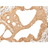 KMT2B Antibody from Signalway Antibody (43660) - Antibodies.com