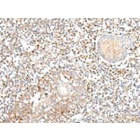 EFNA4 Antibody from Signalway Antibody (43668) - Antibodies.com