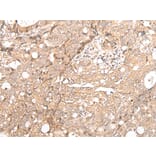 FOXO4 Antibody from Signalway Antibody (43669) - Antibodies.com