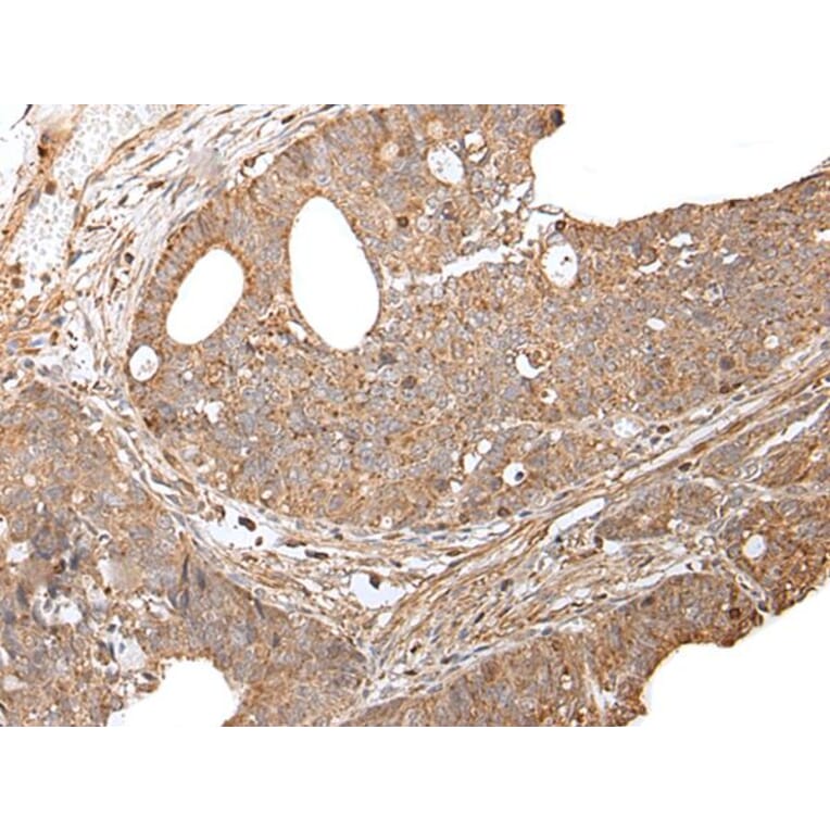 GNAI2 Antibody from Signalway Antibody (43671) - Antibodies.com