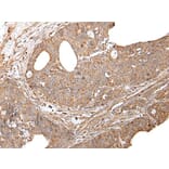 GNAI2 Antibody from Signalway Antibody (43671) - Antibodies.com