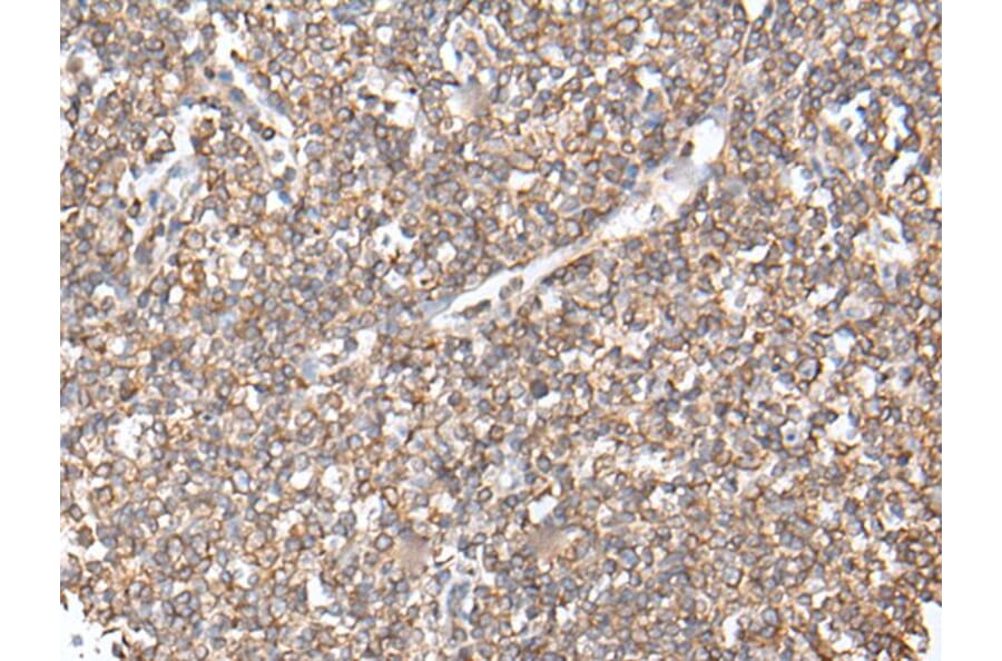 GNAI2 Antibody from Signalway Antibody (43671) - Antibodies.com