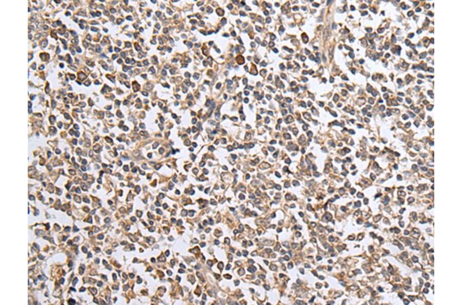 CXCL1 Antibody from Signalway Antibody (43679) - Antibodies.com