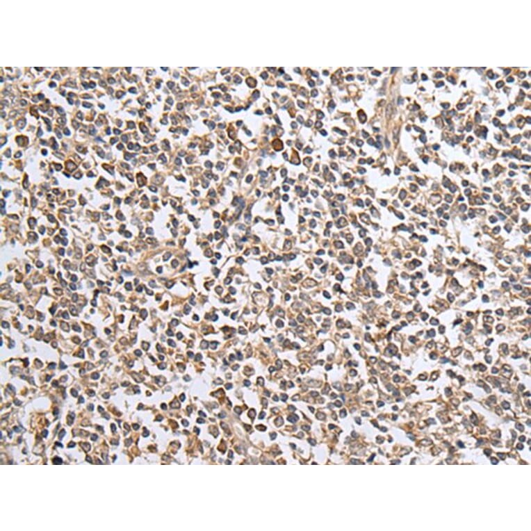 CXCL1 Antibody from Signalway Antibody (43679) - Antibodies.com